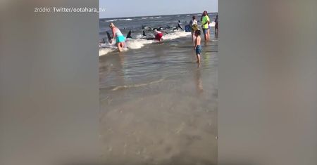 Plażowicze rzucili się do wody. Trzech zwierząt nie udało się uratować