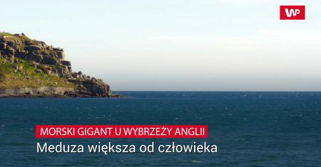 Meduza większa od człowieka