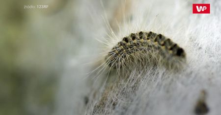 Toksyczne larwy w Niemczech. To istna plaga