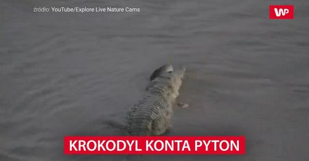 Krokodyl konta pyton