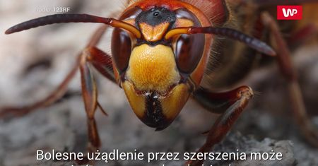 Niebezpieczny jad szerszenia