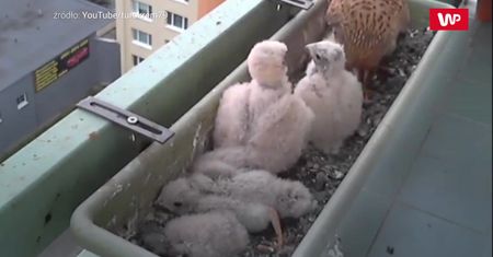 Pustułki na balkonie. Dzika natura tuż za oknem