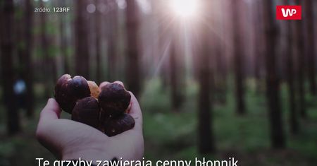 Szlachetny gatunek podgrzybka. Czy warto go jeść?