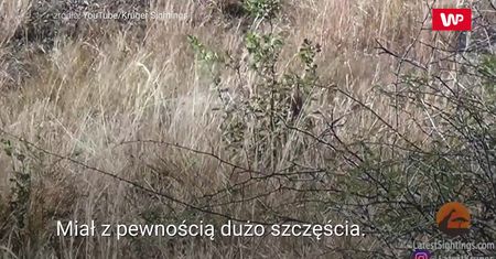 Walka dwóch lampartów