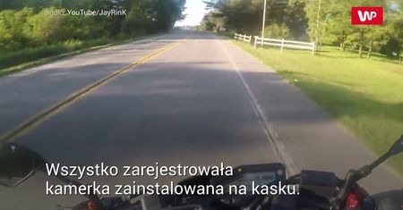 Bliskie spotkanie z jeleniem