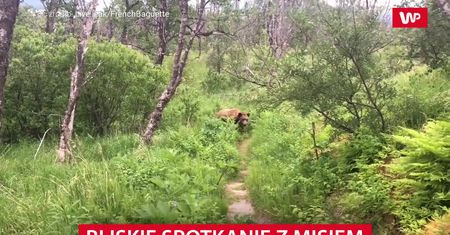 Bliskie spotkanie z niedźwiedziem. Para uciekła w krzaki