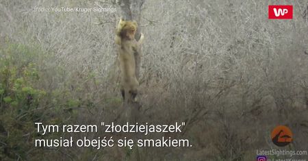 Lew złodziejaszek. Nagranie z Parku Narodowego Krugera