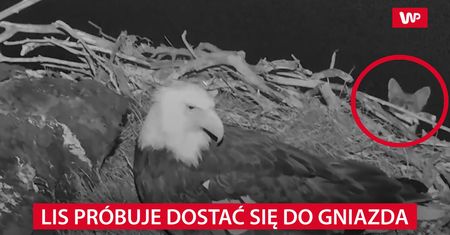 Lis próbuje dostać się do gniazda