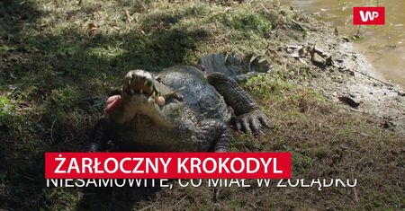 Żarłoczny krokodyl. Niesamowite, co miał w żołądku