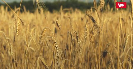 Recepta na klęskę głodu. Nie groźna mu susza i zmiany klimatu
