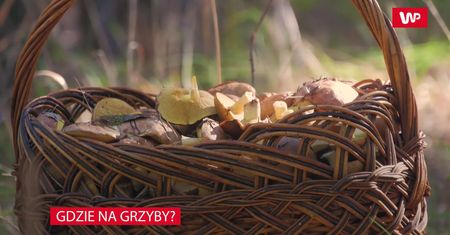 Gdzie na grzyby? Sezon trwa