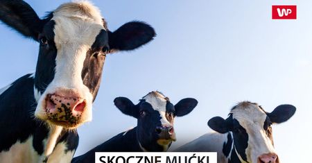 Skoczne krowy. Zobacz nagranie