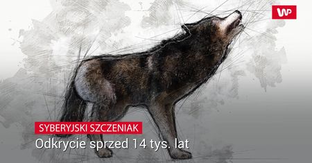 Syberyjski szczeniak. Odkrycie sprzed 14 tys. lat