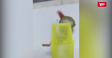 Papuga sadystka. Zobacz nagranie