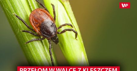 Przełom w walce z kleszczami