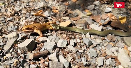 Dojrzał, co się święci i zaczął nagrywać. Zobacz wideo z Wilkowic