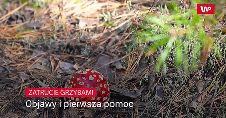Zasypują polskie lasy. Pierwsza pomoc w razie zatrucia