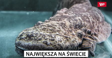 Największa na świecie. Nieznane stworzenie, które budzi postrach