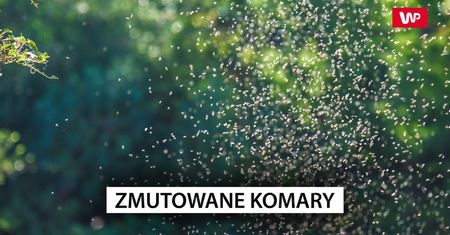 Wypuścili zmutowane komary. Wszystko poszło nie po ich myśli