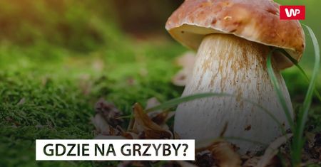 Sezon w pełni. Wiemy, gdzie szukać grzybów
