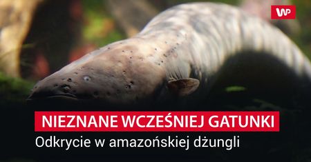 Zupełnie nowe gatunki. Sensacja na skalę światową.