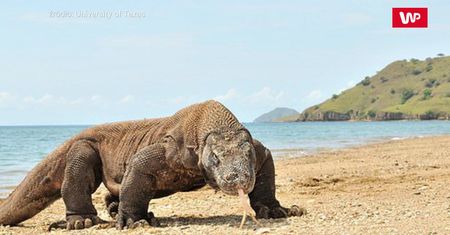 Zbroja z kości. Warany z Komodo zaskakują