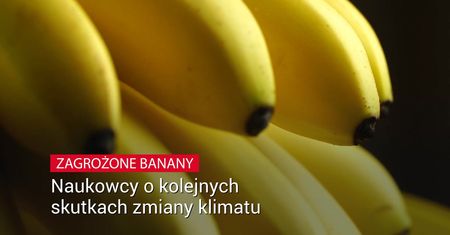 Banany mogą na stałe zniknąć ze sklepowych półek