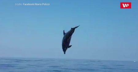 Radość delfina. Niezwykłe nagranie rybaka