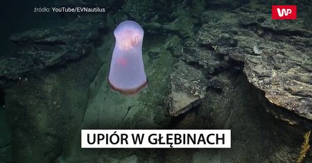 Upiór z głębin. Zobacz nagranie