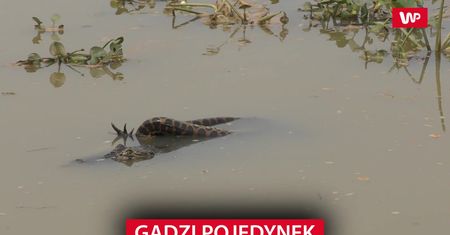 Gadzi pojedynek. Zobacz nagranie świadka