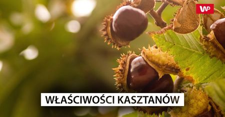 Cenne właściwości kasztanów