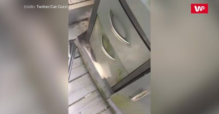Sezon grillowy przyciągnął nietypowego gościa
