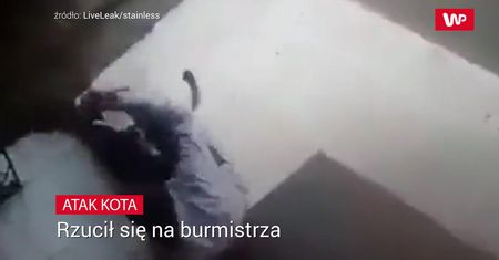 Kot kontra burmistrz. Mężczyźnie podobno założono blisko 100 szwów