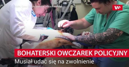 Tropił przestępcę. Psiaka wiele to kosztowało