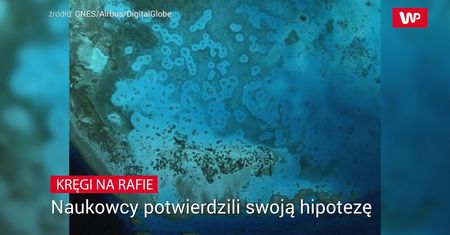 Kręgi na rafie. Wyjaśnienie zagadki zajęło im ponad 50 lat