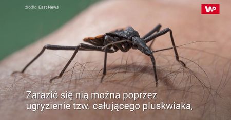 "Całujące robaki" smiertelnie niebezpieczne