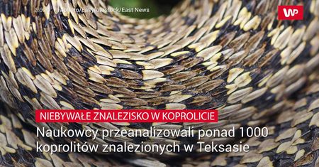 Niesamowite odkrycie w skamieniałych odchodach