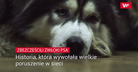 Wyjechała na 3 dni. To co zastała po powrocie odbiera mowę