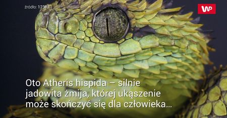 Niesamowity wąż