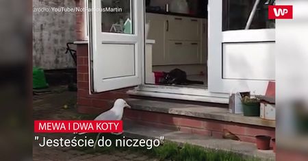 Mewa i dwa koty. "Jesteście do niczego"