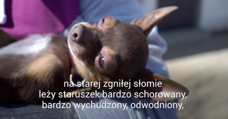 Pudelek odwiedza psi Azyl. Prezes Fundacji Dom dla Kundelka: "Zbieramy psiaki z ulicy, interwencji i po wypadkach"
