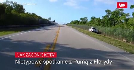 Nietypowe spotkanie z pumą