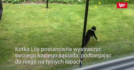 Kotka kontra kot. Zabawne nagranie właściciela
