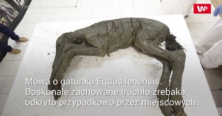 Niesamowite odkrycie w szczątkach źrebaka sprzed 42 tys. lat