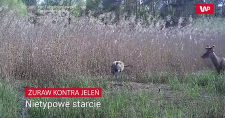 Żuraw kontra jeleń.  Nietypowe starcie