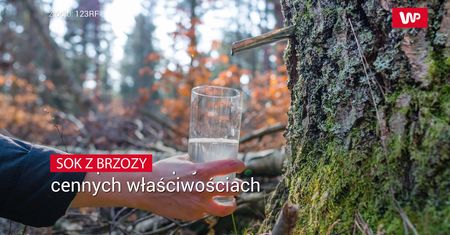 Sok z brzozy. Staropolski napój o cennych właściwościach