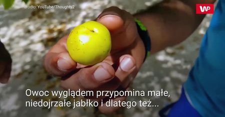 Najbardziej trujący owoc świata