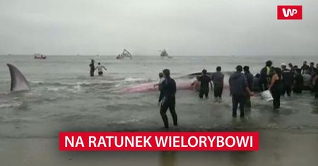 Na ratunek wielorybowi
