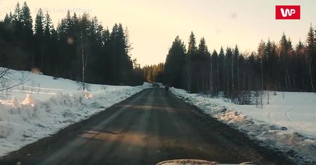 Safari po Szwedzku