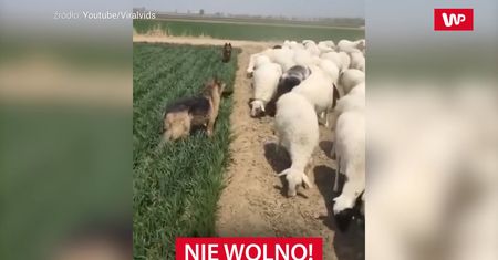 Psy pilnują owce. Zabawne nagranie